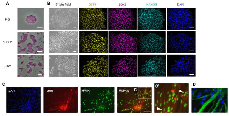 Deep dive: Cultivated meat cell lines | GFI