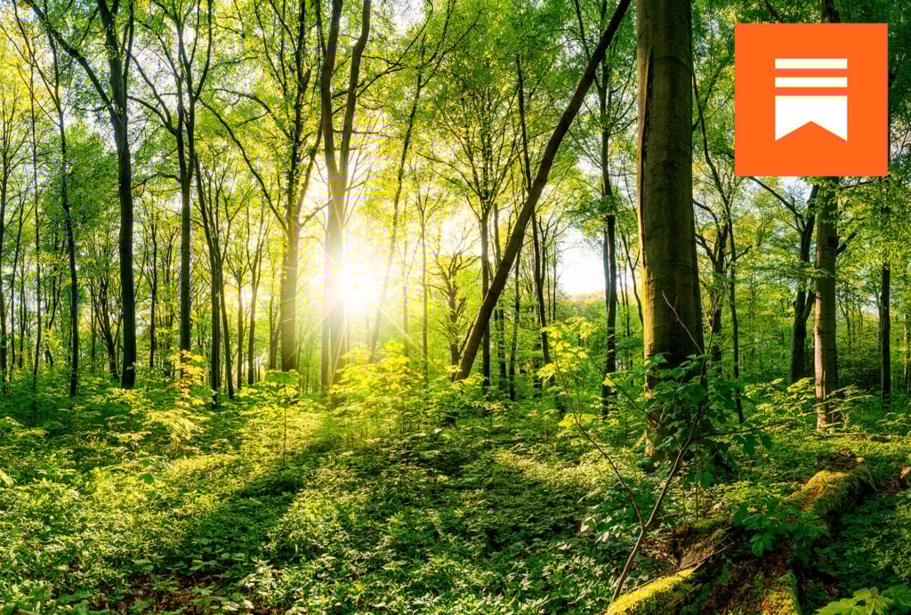 A sun-filled forest