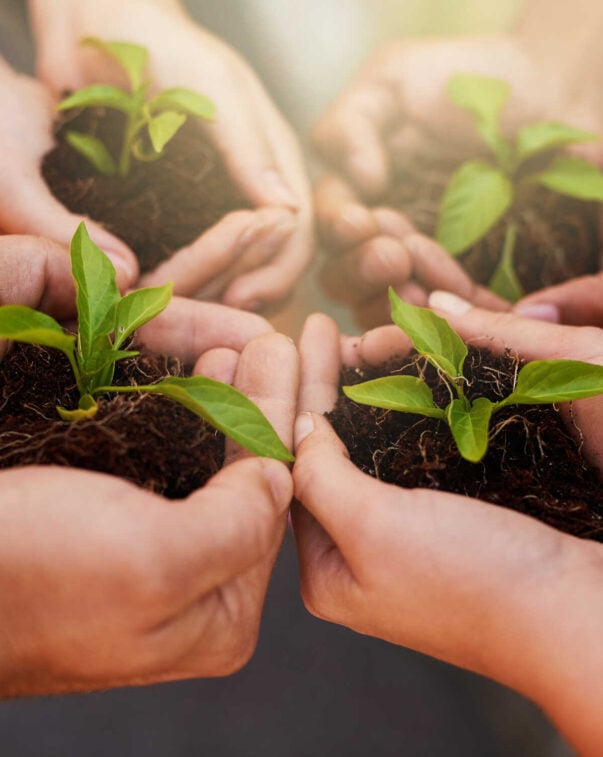 Donate 19 Multiple pairs of hands holding small green seedlings in rich soil, symbolizing growth and community