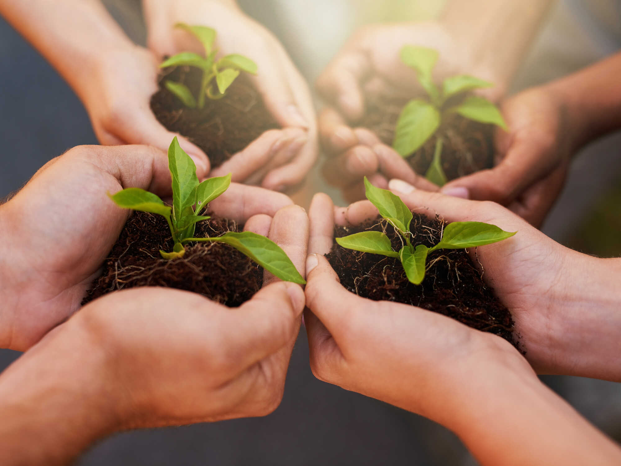 Gift acceptance policy 1 Multiple pairs of hands holding small green seedlings in rich soil, symbolizing growth and community