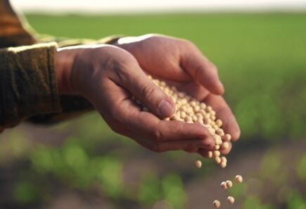 A hand holding soybeans. Image courtesy of FFAR.
