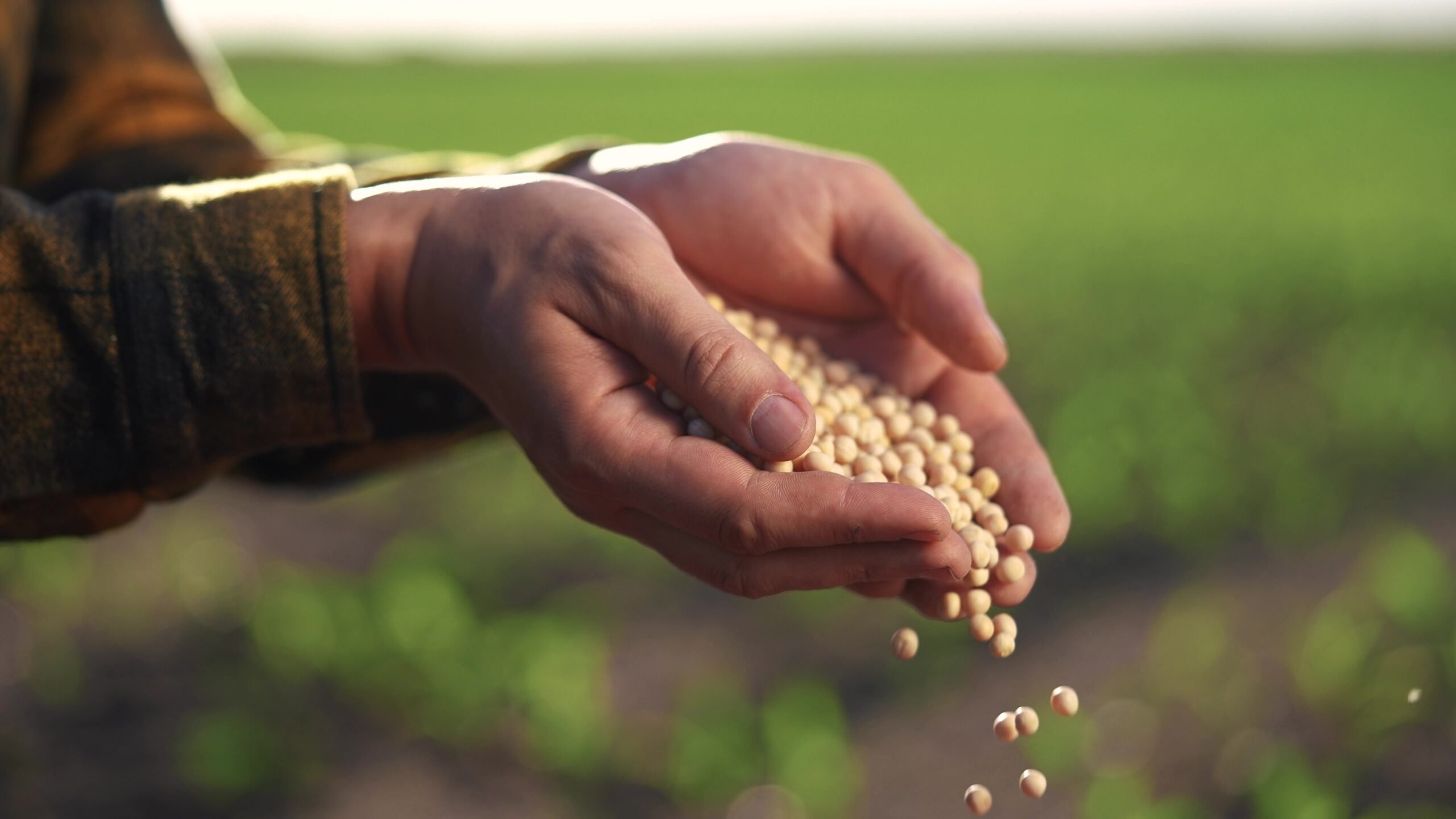 A hand holding soybeans.  image courtesy of ffar.