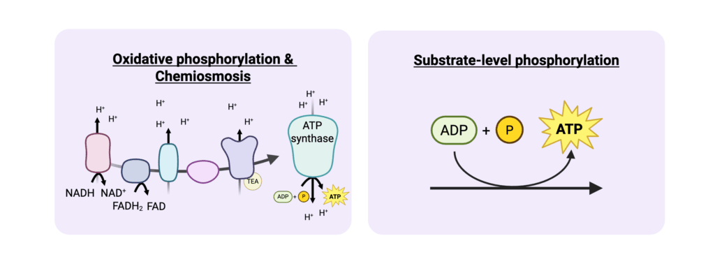 Deep dive: fermentation metabolism and feedstocks 2 Figure 1 microbial energy generation 1