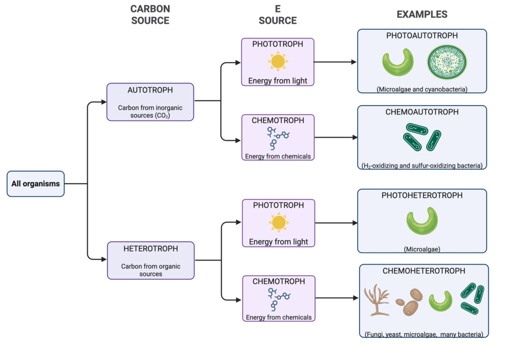Deep dive: fermentation metabolism and feedstocks 3 Flow diagram of metabolic diversity in microbes