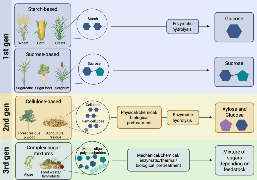 Deep dive: fermentation metabolism and feedstocks 4 Cartoon representation of how crops, side streams, food waste, and other organic materials are processed into feedstocks appropriate for microbial growth.