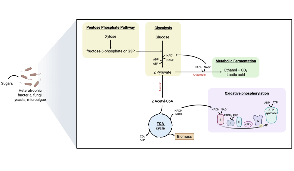 Deep dive: fermentation metabolism and feedstocks 5 Process diagram for five and six carbon sugar metabolism