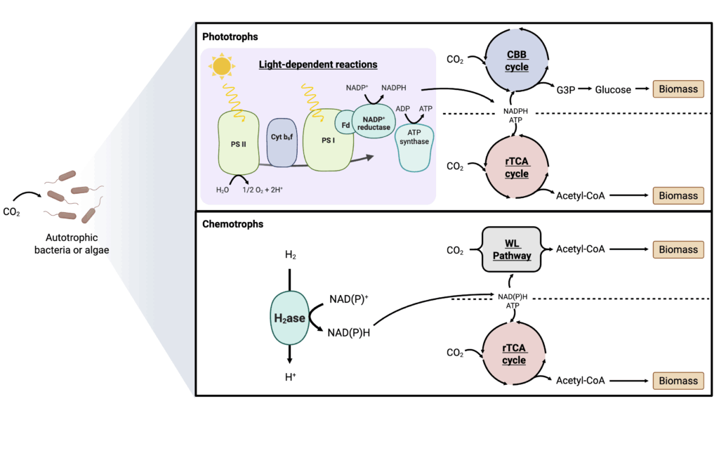 Deep dive: fermentation metabolism and feedstocks 6 Carbon dioxide utilization pathways by phototrophic and chemotropic microbes.