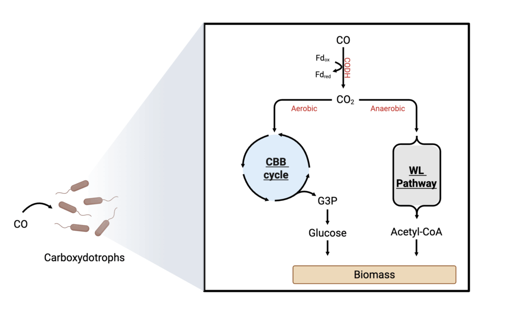 Deep dive: fermentation metabolism and feedstocks 7 Pathway diagram for carbon monoxide metabolism by carboxydotrophic microbes.