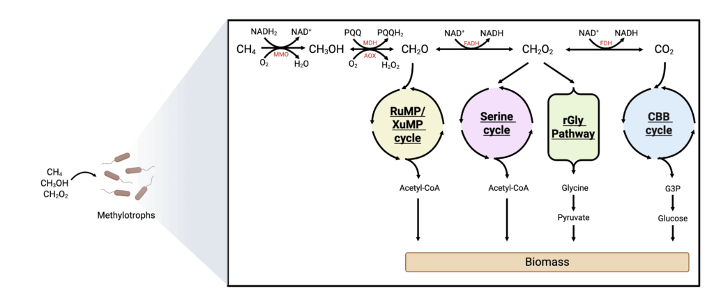 Deep dive: fermentation metabolism and feedstocks 8 Microbial metabolism pathway diagram for methanol, methane, and formate.