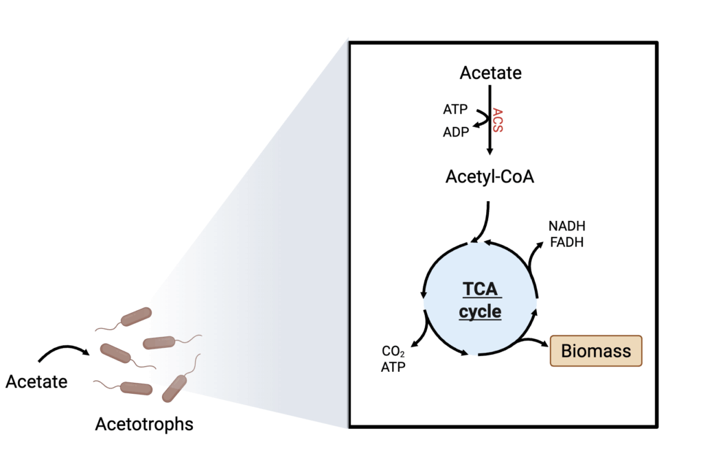 Deep dive: fermentation metabolism and feedstocks 9 Microbial metabolism pathway diagram for acetate.