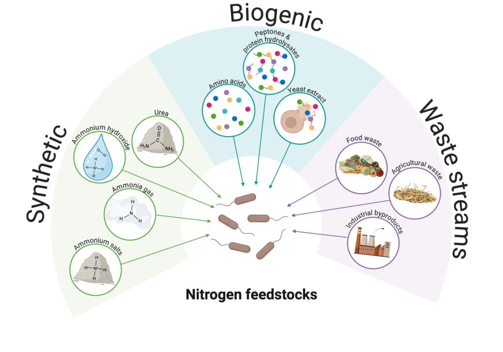 Deep dive: fermentation metabolism and feedstocks 10 Diagram of potential nitrogen feedstocks for fermentation.