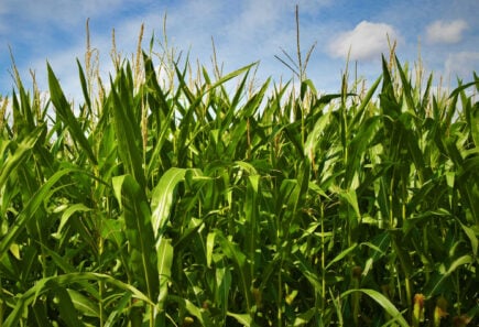 A dense field of tall green corn plants under a partly cloudy blue sky