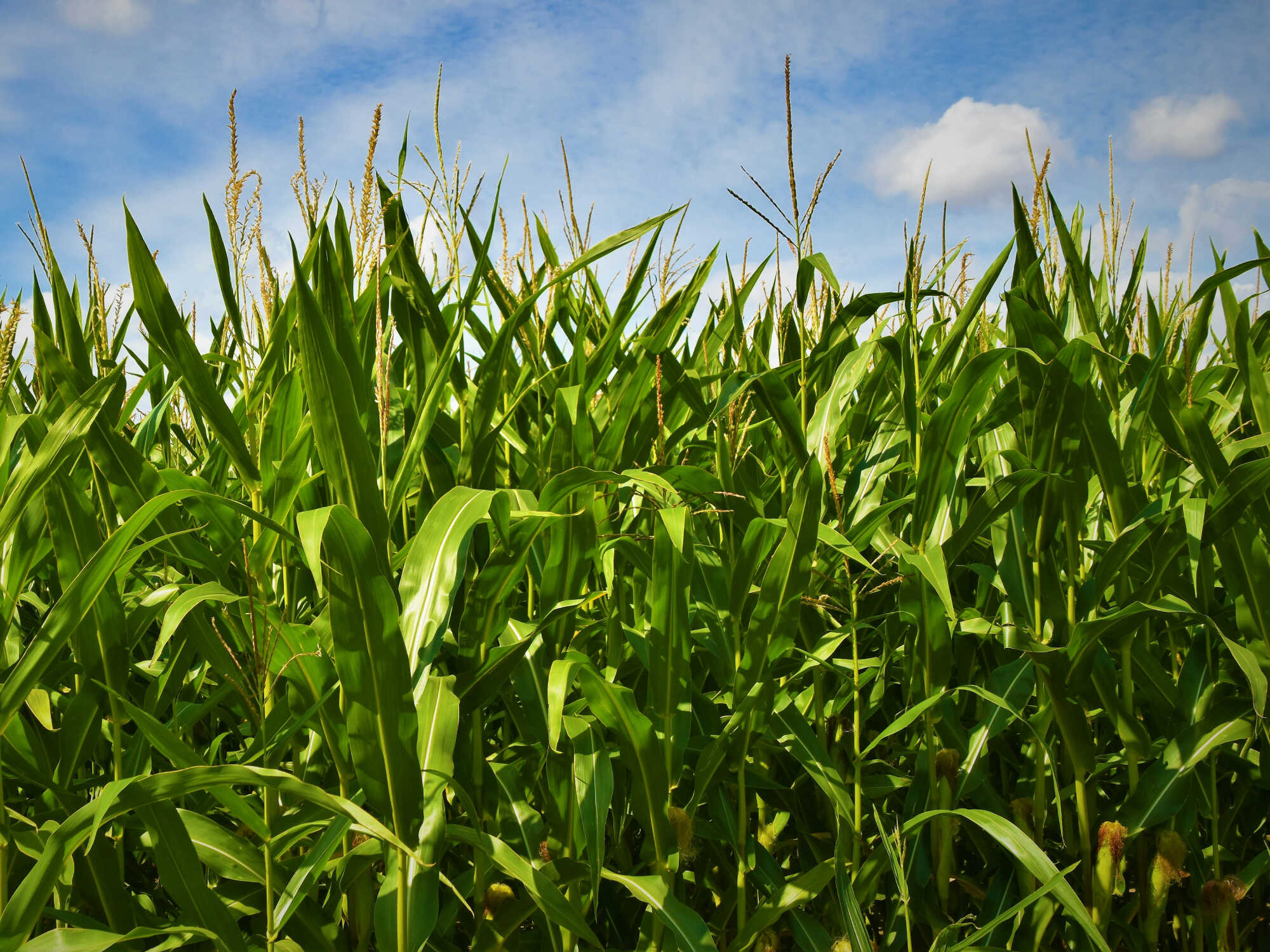 Deep dive: fermentation metabolism and feedstocks 1 A dense field of tall green corn plants under a partly cloudy blue sky