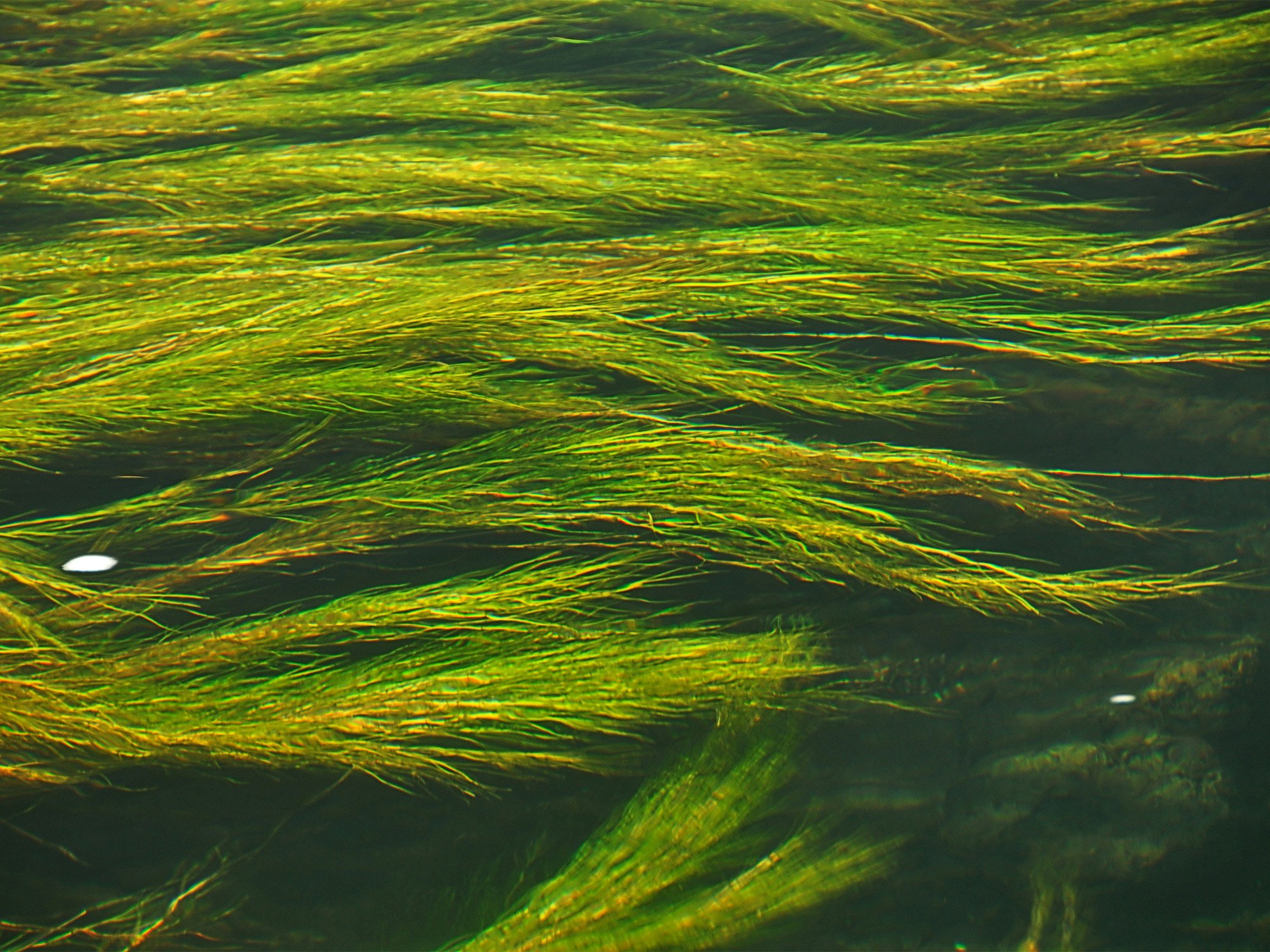 Boosting food supply chain resilience 1 A close up view of algae