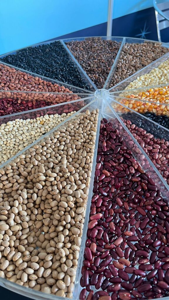 Assorted varieties of Creole bean seeds from Pernambuco arranged in separate sections.