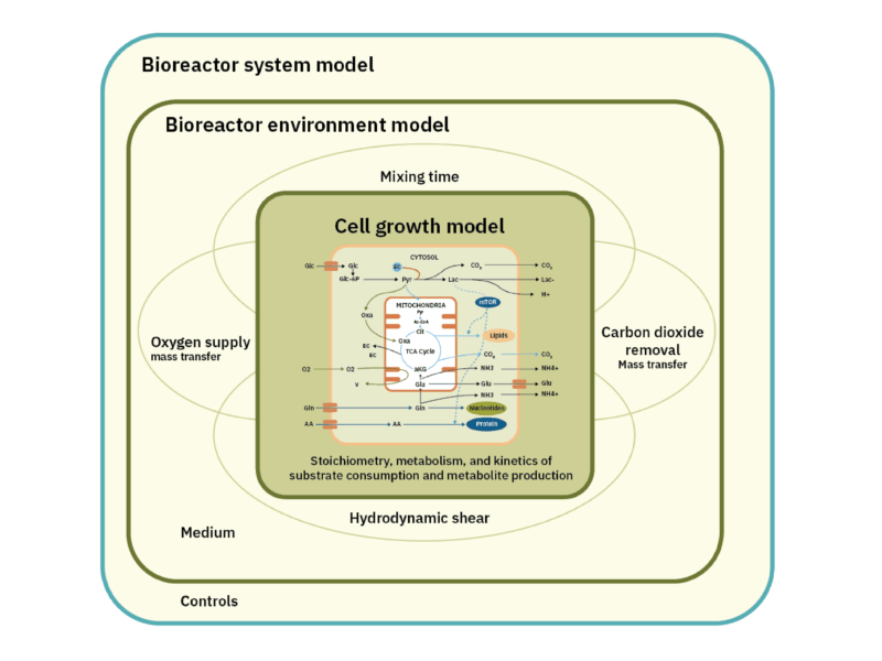 Cell growth modeling review for cultivated meat production 3 Https://gfi. Org/wp content/uploads/2025/10/sci25040 cmtea webpage graphics figure2