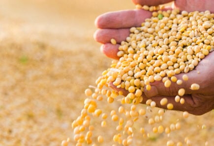 A close up view of hands holding soybeans