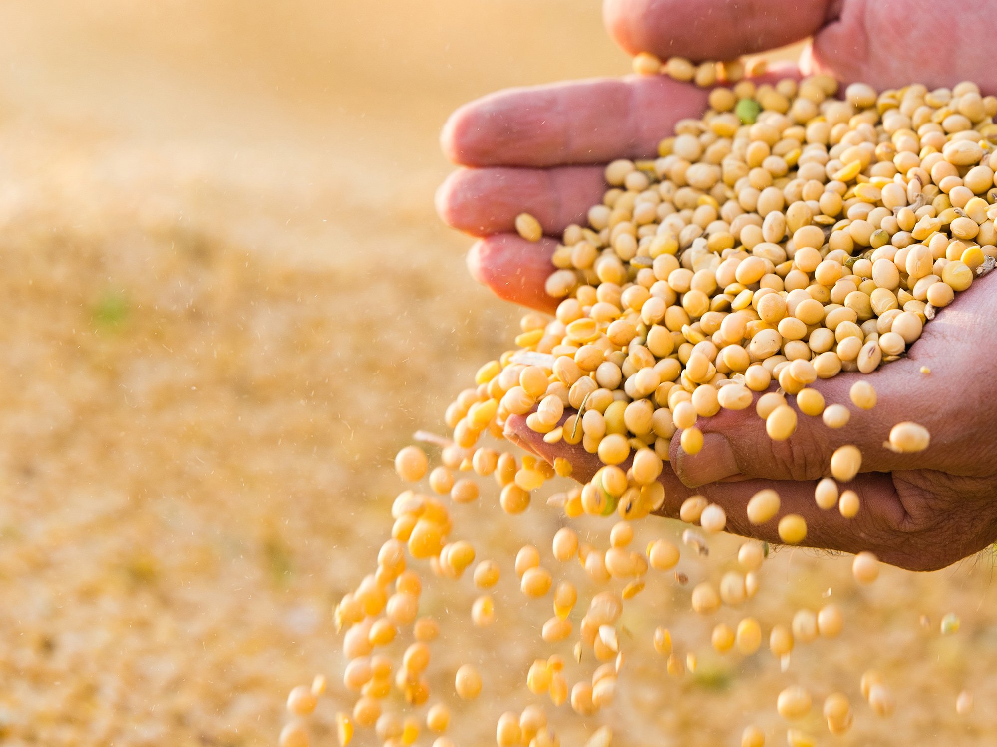 A close up view of hands holding soybeans