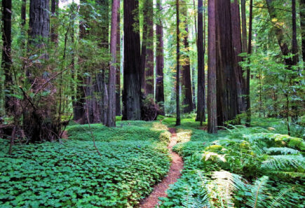 Photo of green forest