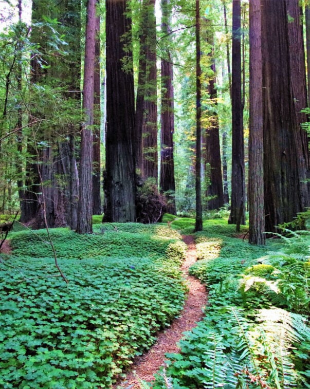 Photo of green forest