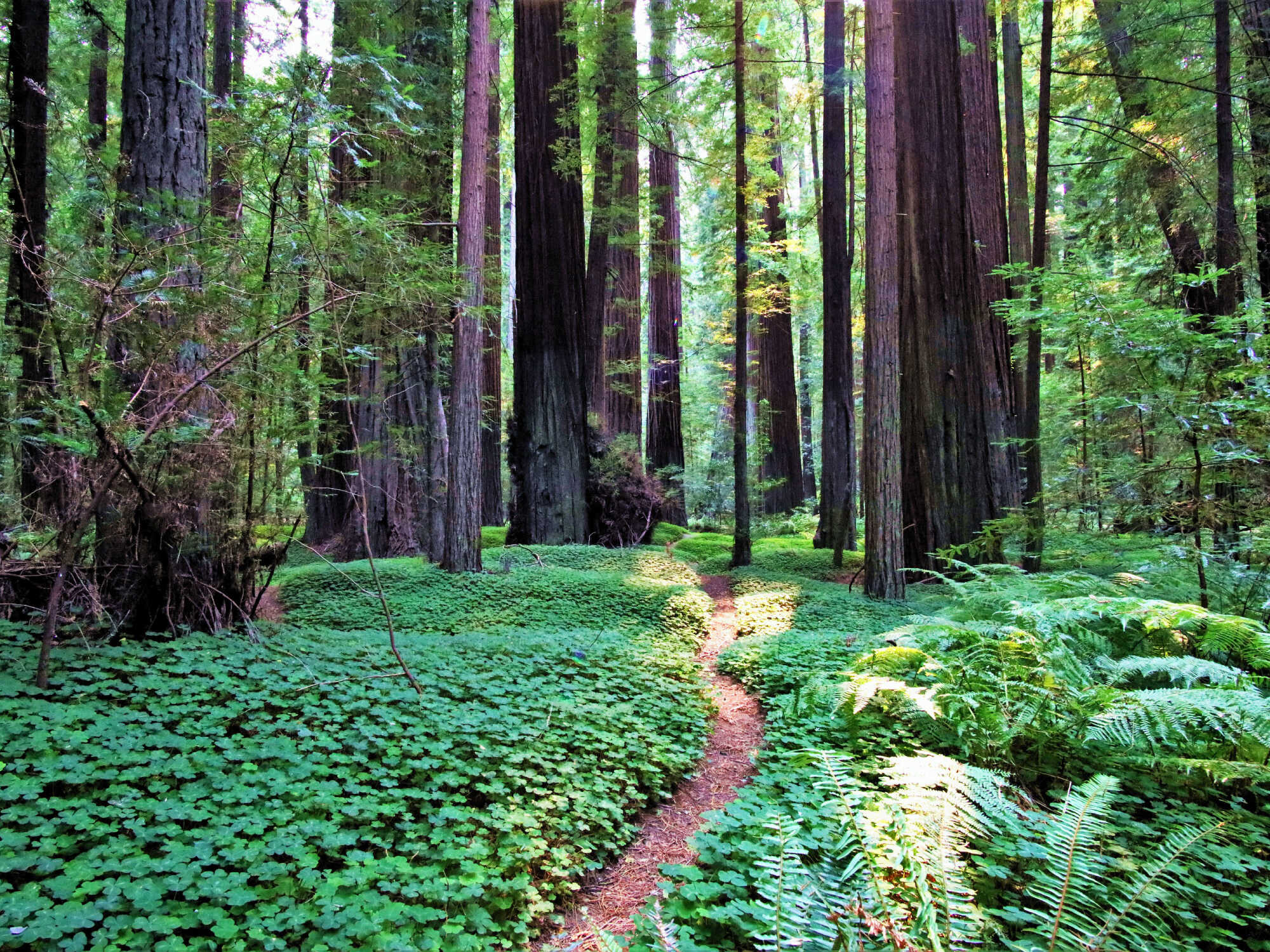 Photo of green forest