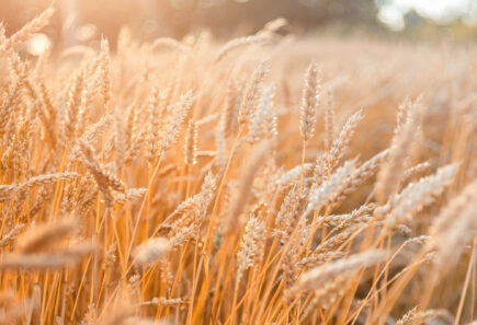 Wheat field . Golden wheat ears close-up with the sun