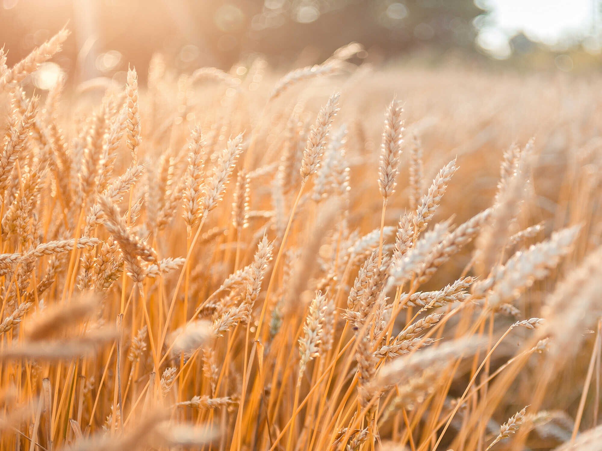 Wheat field .  golden wheat ears close-up with the sun