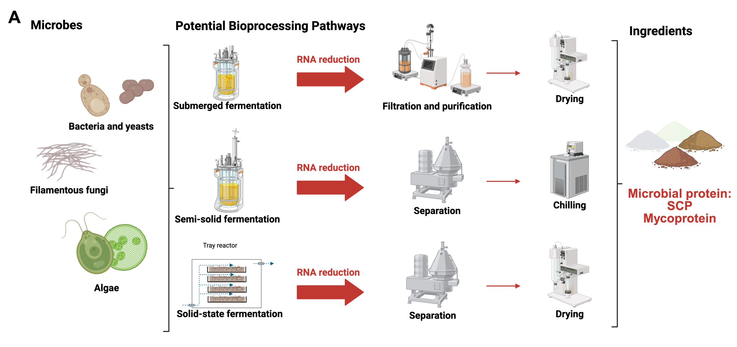 Flow diagrams of fermentation-derived ap manufacture and formulation
