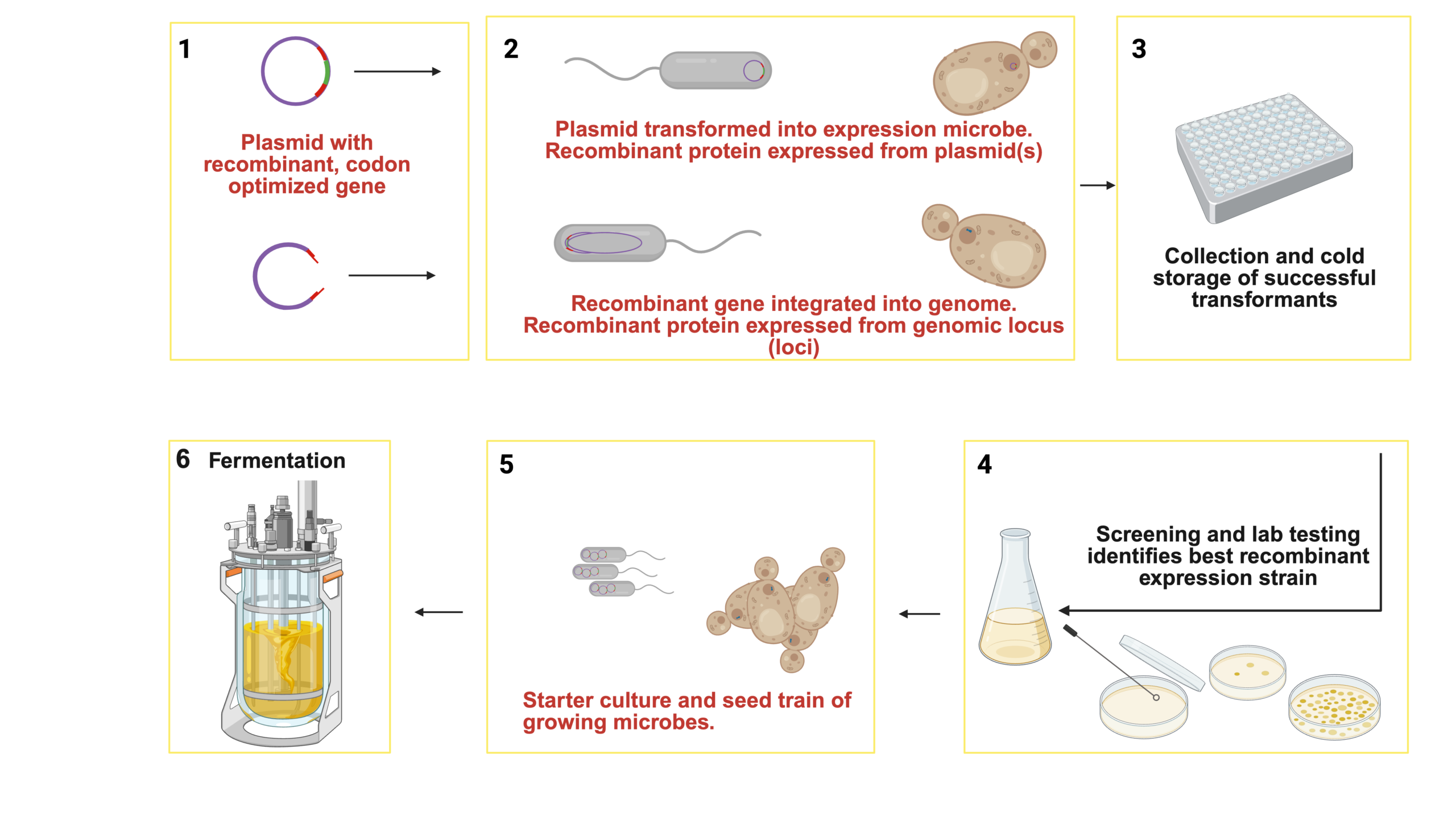 Process diagram for the production of recombinant protein via precision fermentation