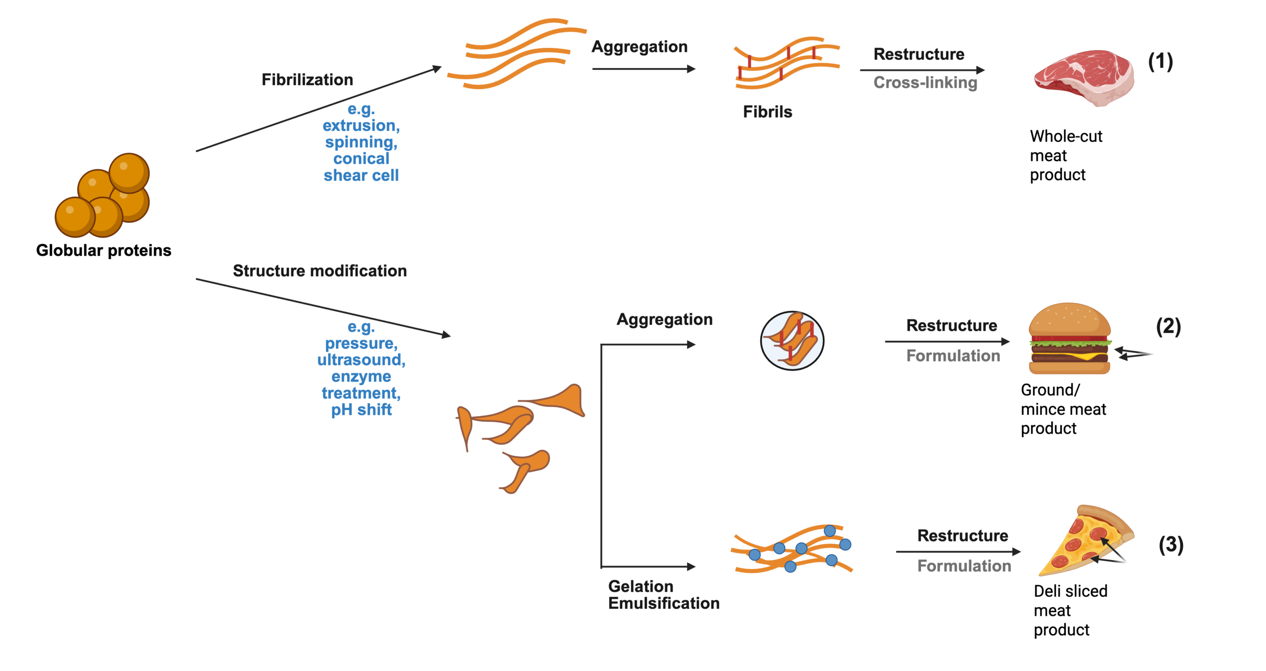 A flow diagram of the methods used to achieve fermentation-derived protein structure