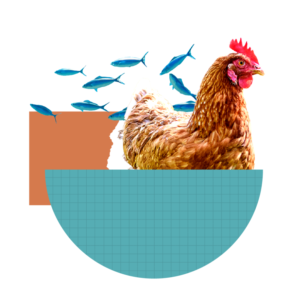 Year in review 2025 6 Yir page graphics yir graphic animalwelfare