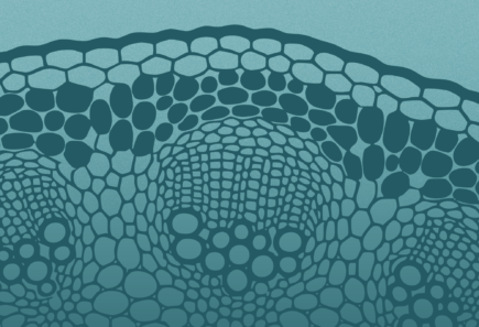 Https://gfi. Org/wp content/uploads/2026/06/sci26024 webinar graphics soap july header featured