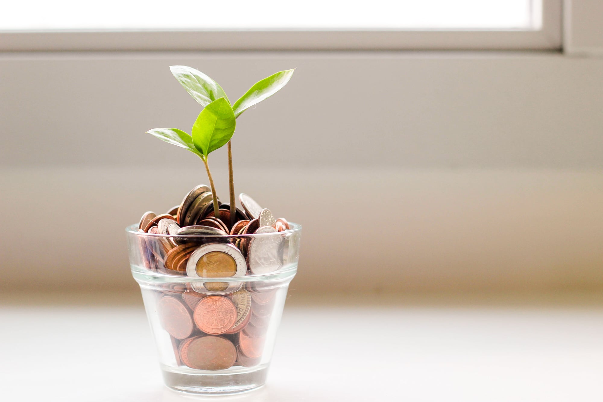 A plant sprouting out of a cup filled with coins
